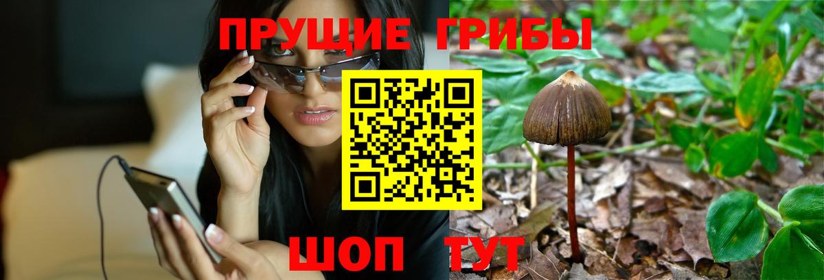 цена наркотик  Псилоцибиновые грибы прущие грибы  Вход с VPN  Сердобск 